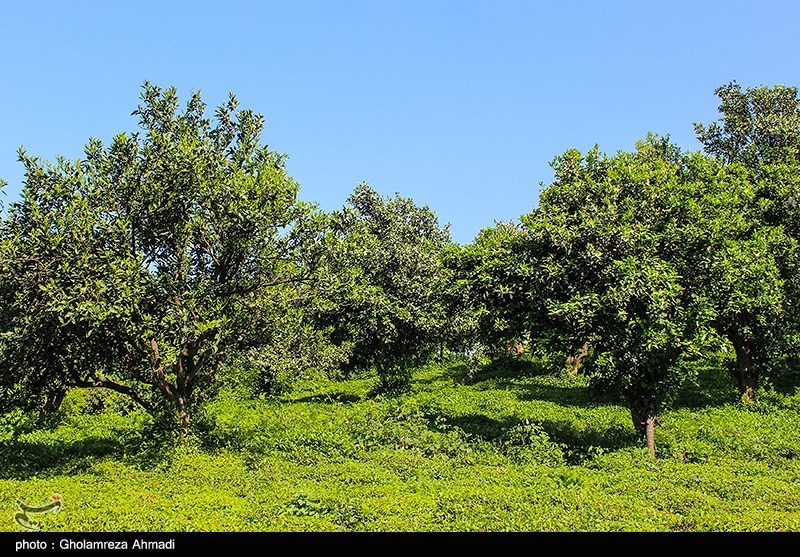 برداشت چای