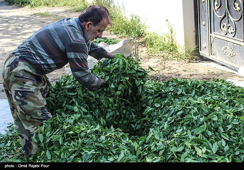 برداشت چای