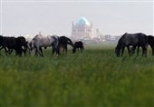 چمن سلطانیه در آستانه نابودی/ وقتی چرای بی‌رویه و کم‌آبی طبیعت را می‌بلعد + تصاویر