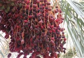 خرمای کریستال علامت استاندارد گرفت