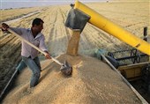 سخنگوی کمیسیون کشاورزی: دولت زیر بار افزایش نرخ خرید تضمینی گندم نمی‌رود