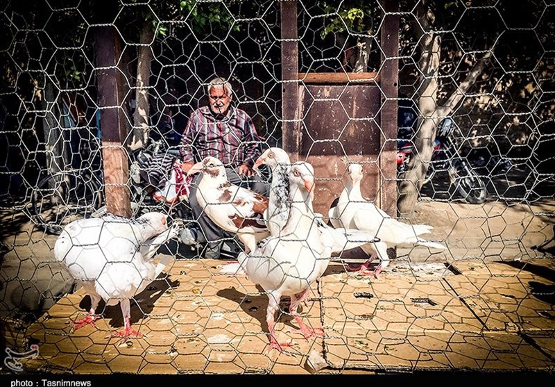 هفته ‌بازار سنتی مرغ، خروس و پرندگان گنبدکاووس 