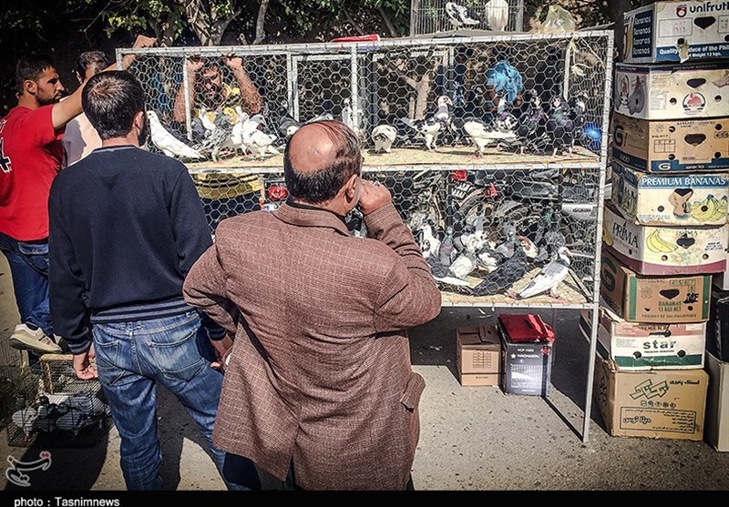 هفته ‌بازار سنتی مرغ، خروس و پرندگان گنبدکاووس