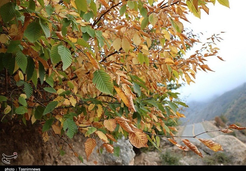 پاییز اشکورات