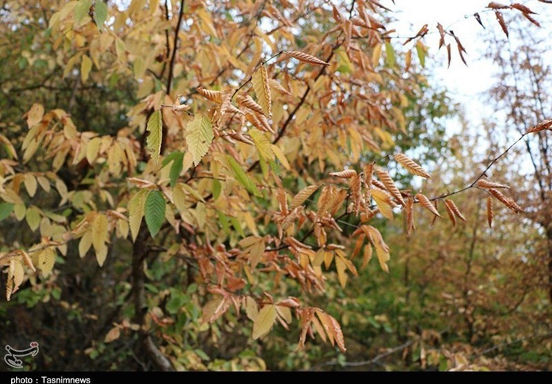 پاییز اشکورات