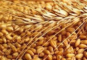 پیشنهاد یک نماینده مجلس برای افزایش نرخ خرید تضمینی گندم