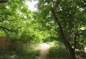 محاصره شیراز با 200 هزار باغ شهری/ حقوق و عوارض شهروندی مردم باید پرداخت شود