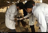 جذب 500 مسئول فنی بهداشتی در دامداری و مرغداری‌های استان تهران