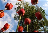 Tulips Festival Held in Iran's Karaj