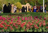 Tulips Festival Held in Iran's Karaj