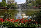Tulips Festival Held in Iran's Karaj