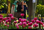 Tulips Festival Held in Iran's Karaj