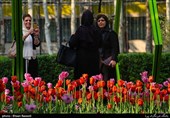 Tulips Festival Held in Iran's Karaj