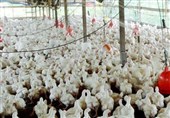 تحلیلی بر ماجرای تلخ جوجه‌کُشی| بخوانید و کمتر "مرغ" بخورید؛ مرغ‌هایی که فقط "حلال" است