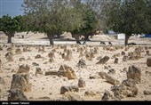 قبرستان جزیره هندورابی 