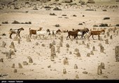 جزیره هِندُرابی