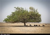 درخت سبز گیاهی معروف اقلیم آب و هوای جنوب ایران و نقاط شبیه این نوع آب و هوا در دنیا میباشد.