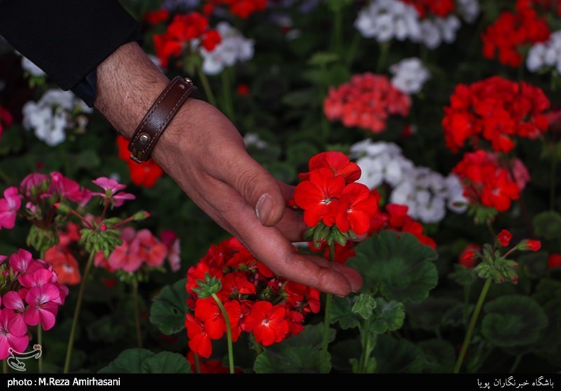 طرح جمع آوری گلاب شستشوی حرم امام حسین(ع)