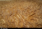 نرخ واقعی خرید تضمینی گندم چقدر باید باشد؟