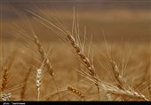 کمبود اعتبار1600 میلیاردی دولت برای تأمین بودجه خرید تضمینی گندم و یارانه نان