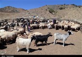 200 هزار رأس دام در جاسک رایگان واکسینه و درمان شد
