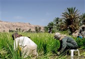 قصرقند قطب تولید برنج سیستان و بلوچستان/برداشت 2 نوبت برنج در سال