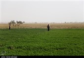 مزرعه ای در شهرمرزی ابوکمال(البوکمال) سوریه