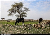 نفت سفید نام شهری است در 36 کیلومتری شهرستان هفتکل و 55 کیلومتری اهواز در استان خوزستان