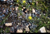 نفت سفید نشانگر صعود و نزول تاریخی یک زندگی عشایری است که با ظهور نفت و کشف مخازن نفتی به ناگهان دگرگون و از یک زندگی روستایی خودکفا به شهری صنعتی با شیوه زندگی مدرن تبدیل و با خشک شدن چاه نفت، تبدیل به  روستایی کاملاً ابتدایی شد 