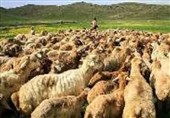 گواهی حمل بهداشتی از 15 دی فقط برای دام‌های دارای پلاک صادر می‌شود