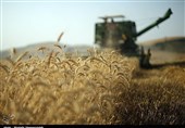 پیشنهاد یک نماینده مجلس برای افزایش قیمت خرید تضمینی گندم