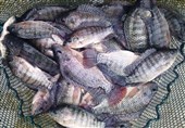 ادعای جدید معاون عیسی کلانتری درباره پرورش  «تیلاپیا»