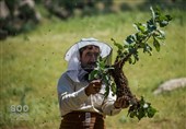 بابل در صدر کشاورزی مازندران؛ از 215 هزار تن برنج تا 2200 تن عسل