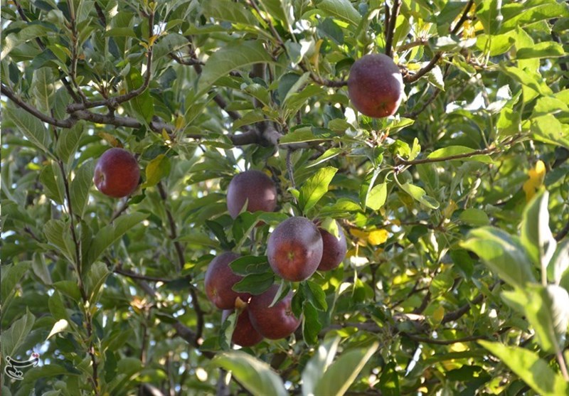کشاورزی ,