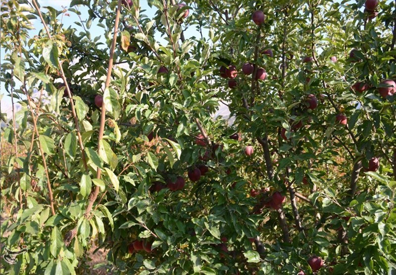 کشاورزی ,