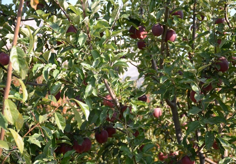 کشاورزی ,