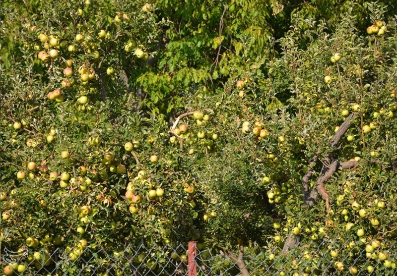 کشاورزی ,