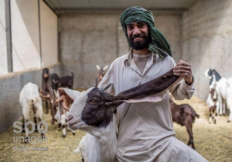 عکس , عکاسی , اقتصاد مقاومتی ,
