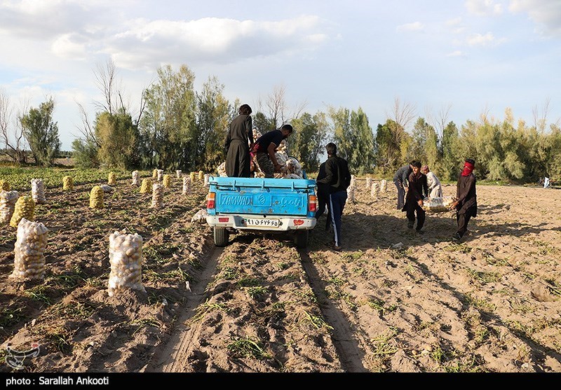 سیل زده , استان کرمان , کشاورزی , 