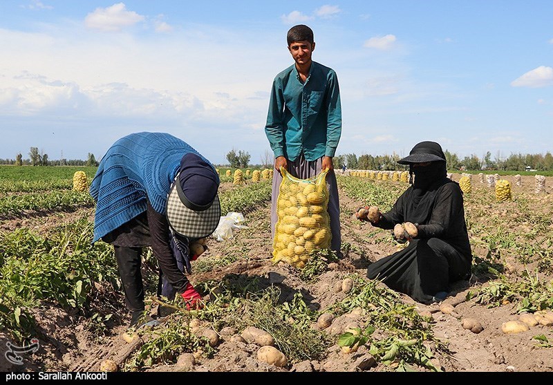 سیل زده , استان کرمان , کشاورزی , 