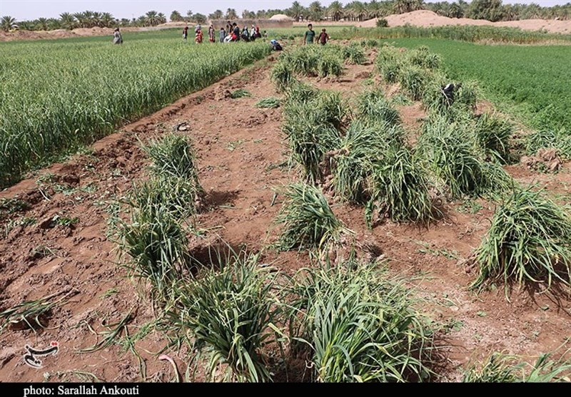 کشاورزی , استان کرمان , تولید ملی , 