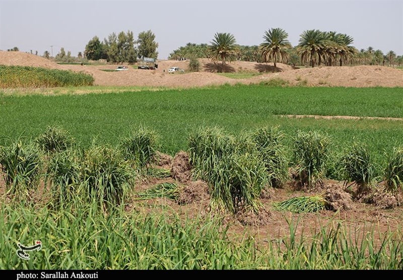 کشاورزی , استان کرمان , تولید ملی , 