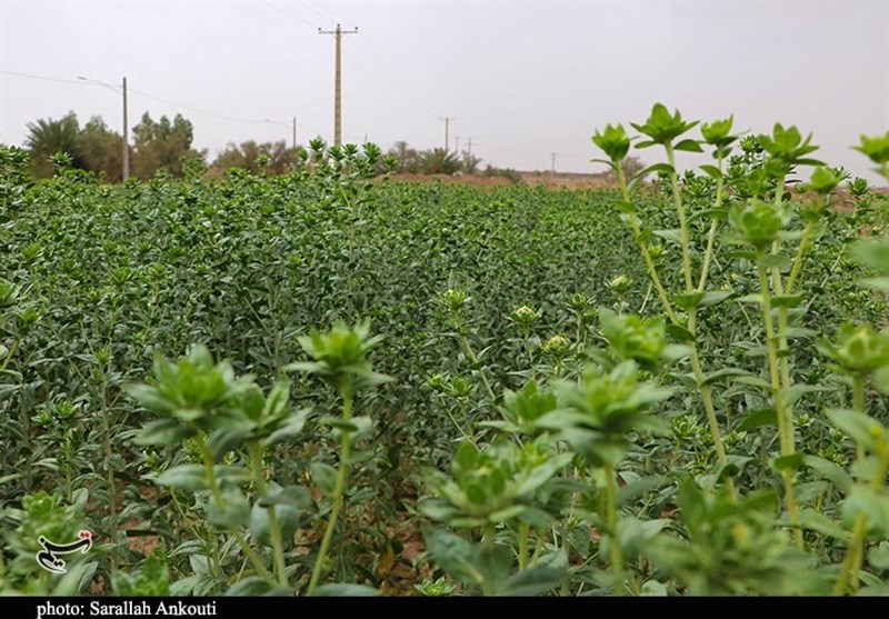 استان کرمان , کشاورزی , 