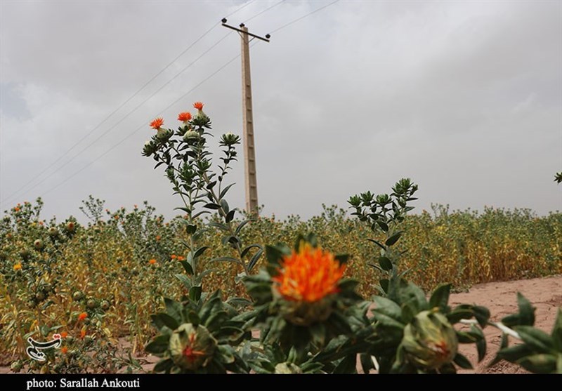استان کرمان , کشاورزی , 