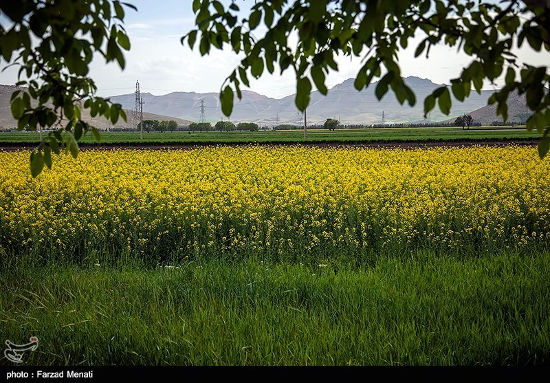 کالاهای اساسی , وزارت جهاد کشاورزی , واردات , 