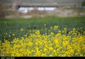 ورود قاچاقی بذر‌های تراریخته ذرت و کلزا به کشور/ کشاورزان هیچ نیازی به بذور تراریخته ندارند