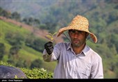 تولید چای 50 درصد افزایش یافت