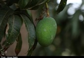 رتبه نخست هرمزگان در تولید انبه کشور