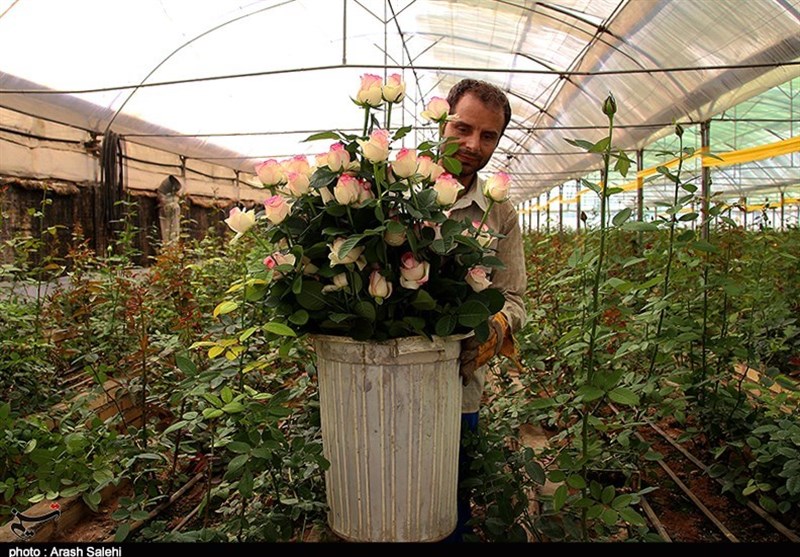 اخبار استان چهارمحال و بختیاری , کشاورزی , اخبار شهرکرد , اخبار بروجن , 