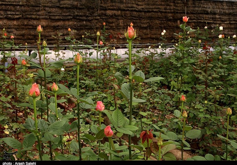 اقتصاد قوی , کشاورزی , 